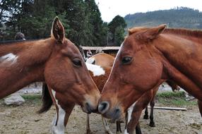 domestic Horses Head at farm