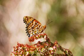 Butterfly Insect Nature