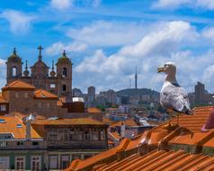 Porto Roofs and Seagull