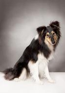 Farm Collie Dog British