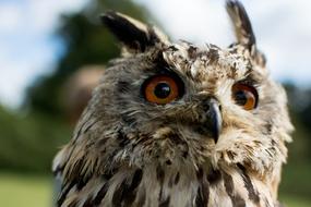 Owl Hawking Bird portrait