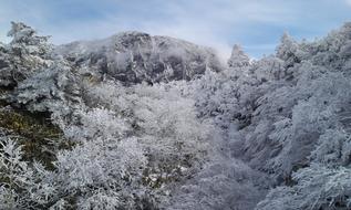 snowy area with a Christmas tree