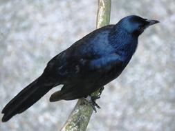 blackbird at the zoo