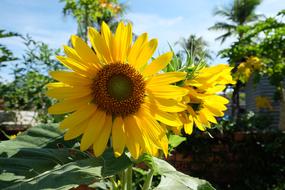 yellow beautiful sunflower