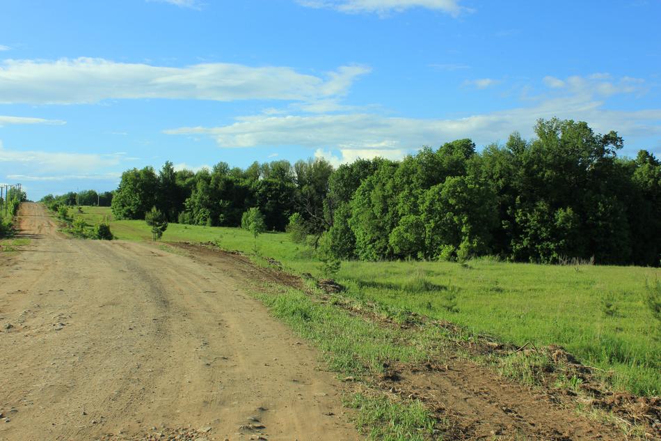 tree-lined road with grass