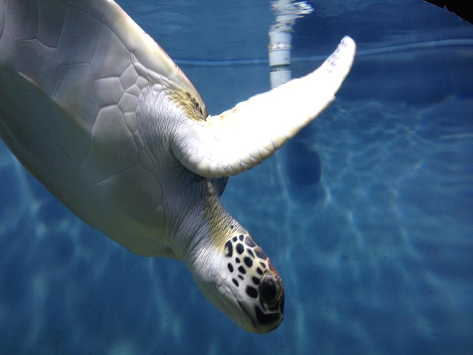 Sea Turtle underwater World