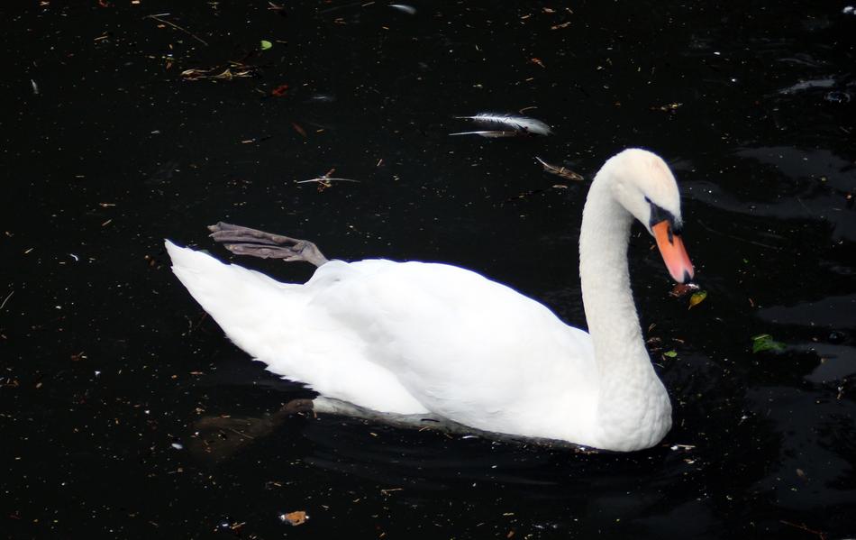 Swan Bird Water
