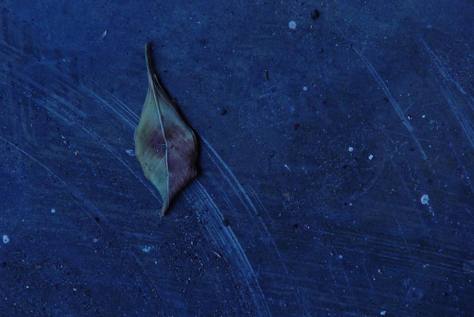 leaf on a blue background landscape