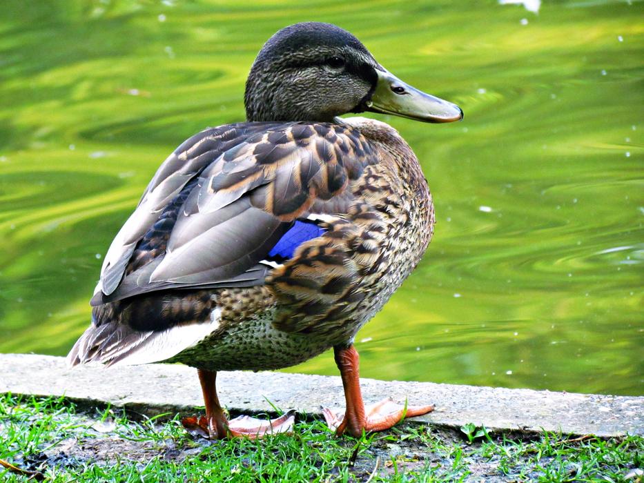 Duck Bird Water