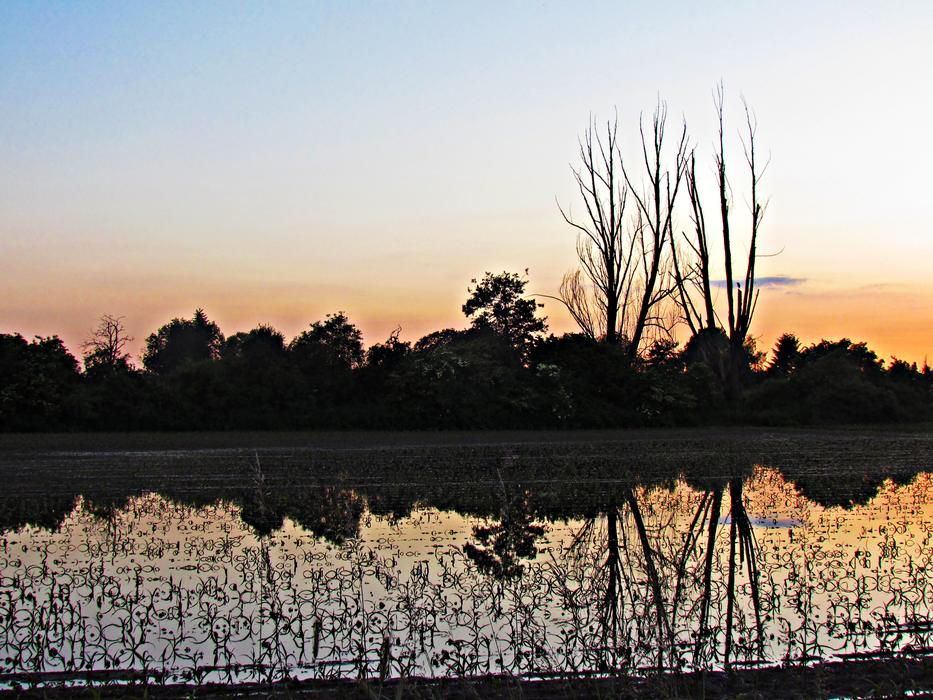 silence on the lake with trees