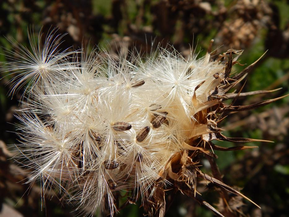 fluffy wildflower with seeds