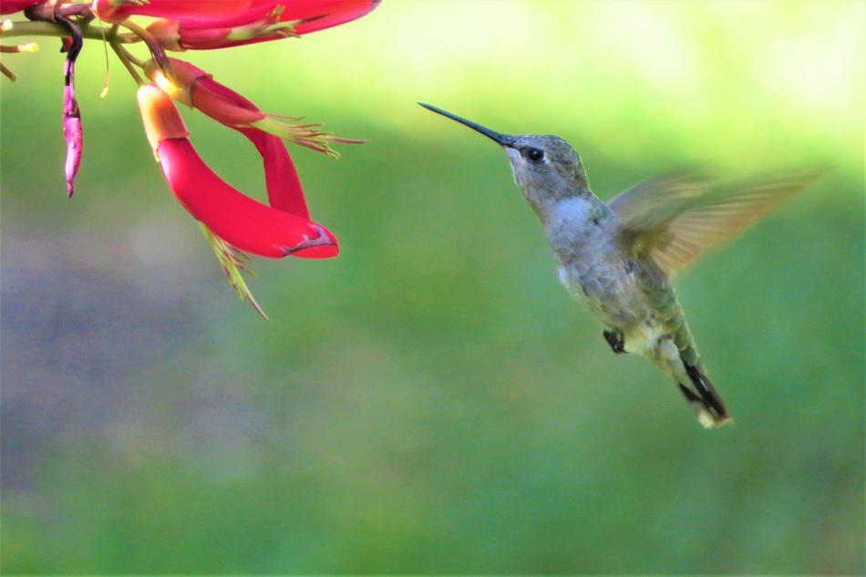 Bird Hummingbird Feeding In flower
