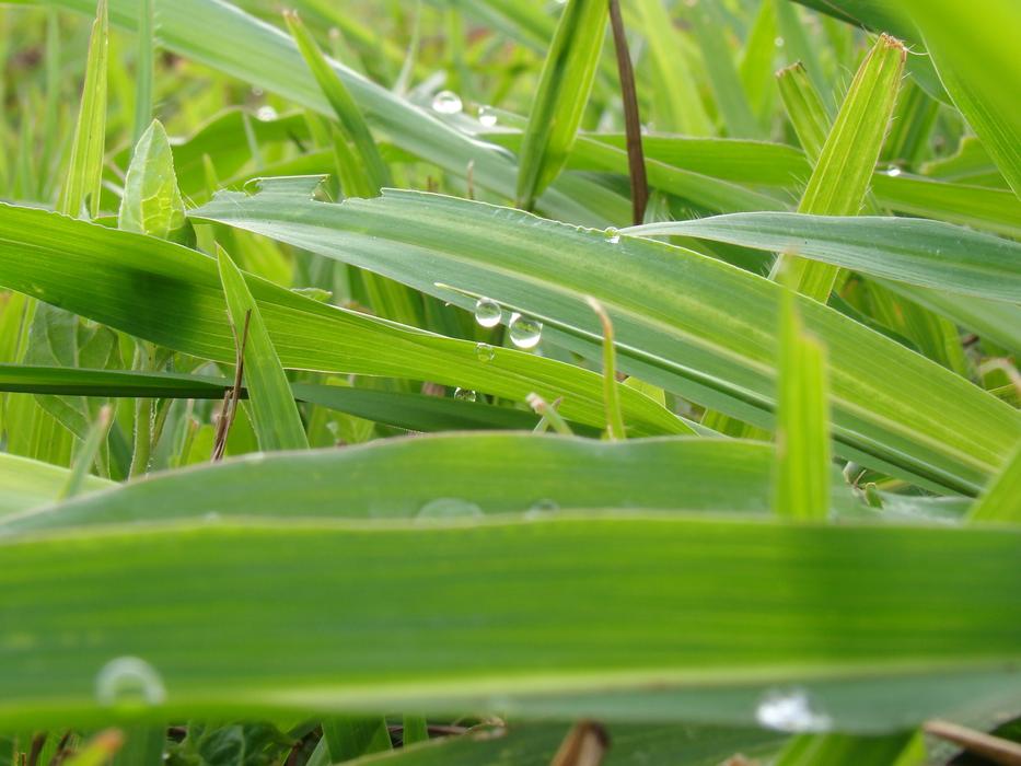 green beautiful grass with water