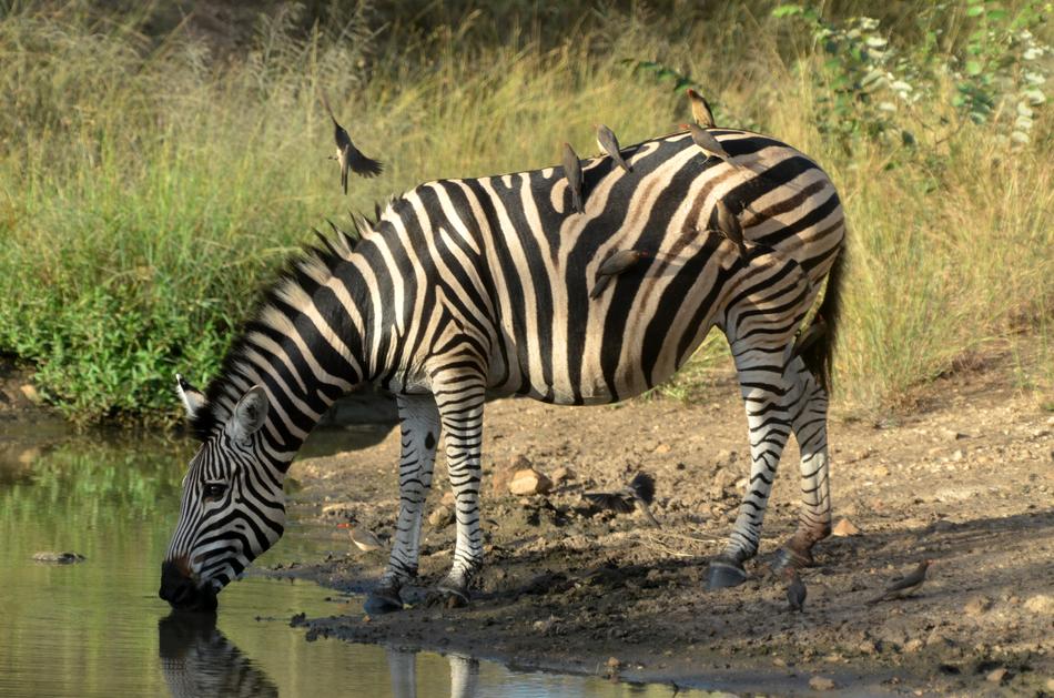 zebra walking by the water