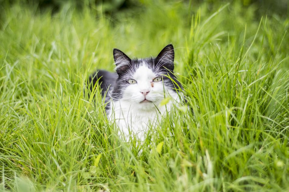 Beautiful and cute, white and black, fluffy kitty among the green grass