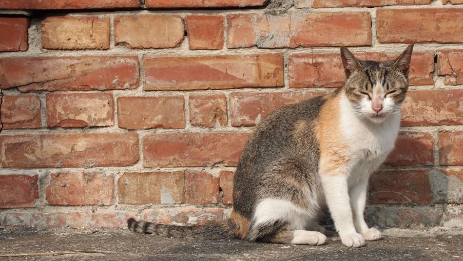 Cat Doze Off Brick