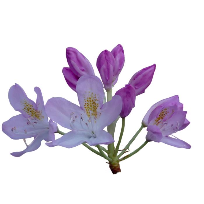 purple iris one landscape