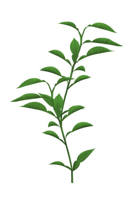 green leaves flowers are beautiful