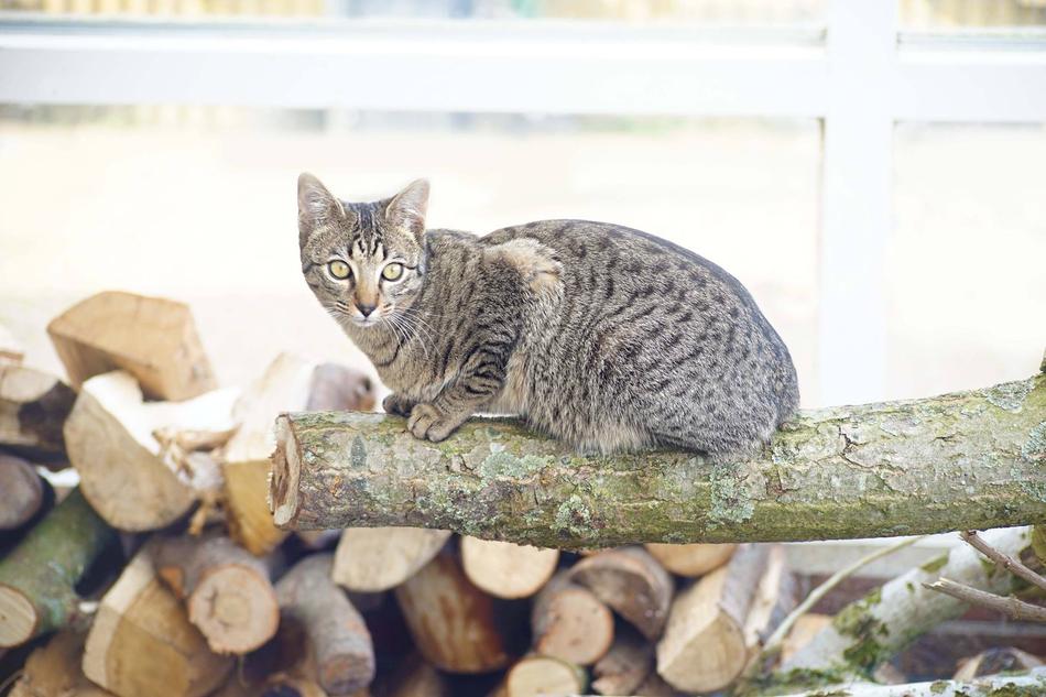 Beautiful and cute cat on the wood log