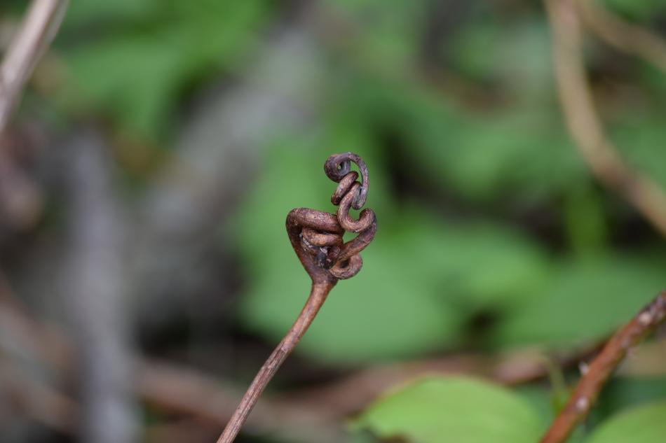 Twist Design Loops in nature on a blurred background