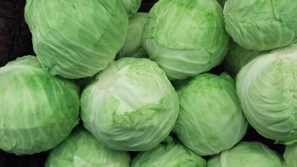 harvest of ripe green cabbage