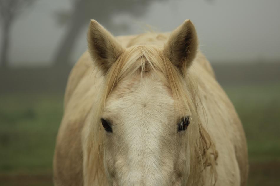 Pony Horse Domestic