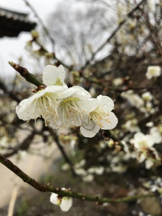 spring blossoming of pears in blurred background