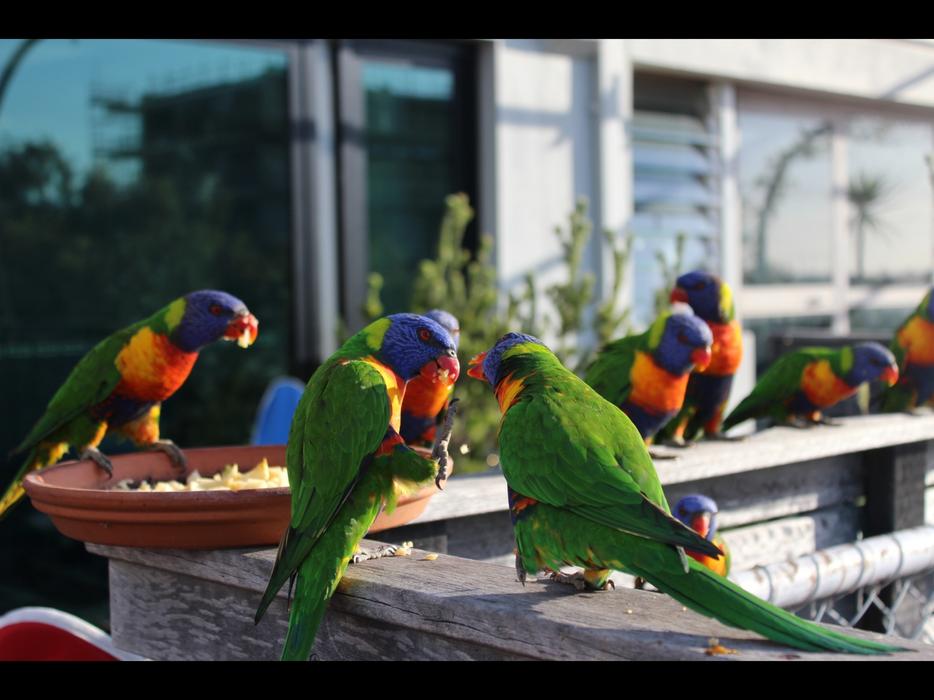 flock of Rainbow colored Lorikeets feeding on balcony, australia, melbourne