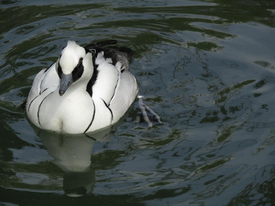 Duck Bird Water