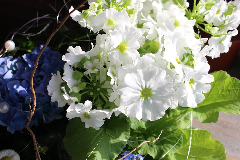 beautiful white flowers by the window
