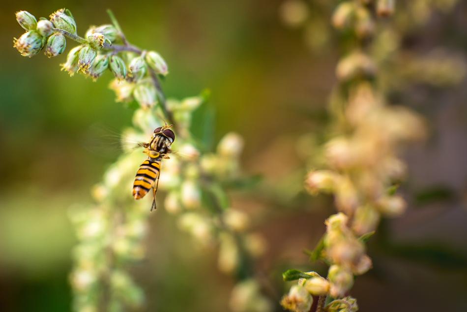 Insect Hoverfly in a blurred background