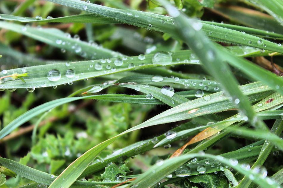 green grass in the field and drops of water