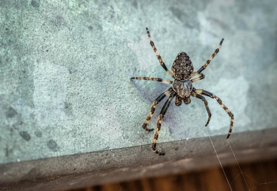 Araneus Insect on Balcony