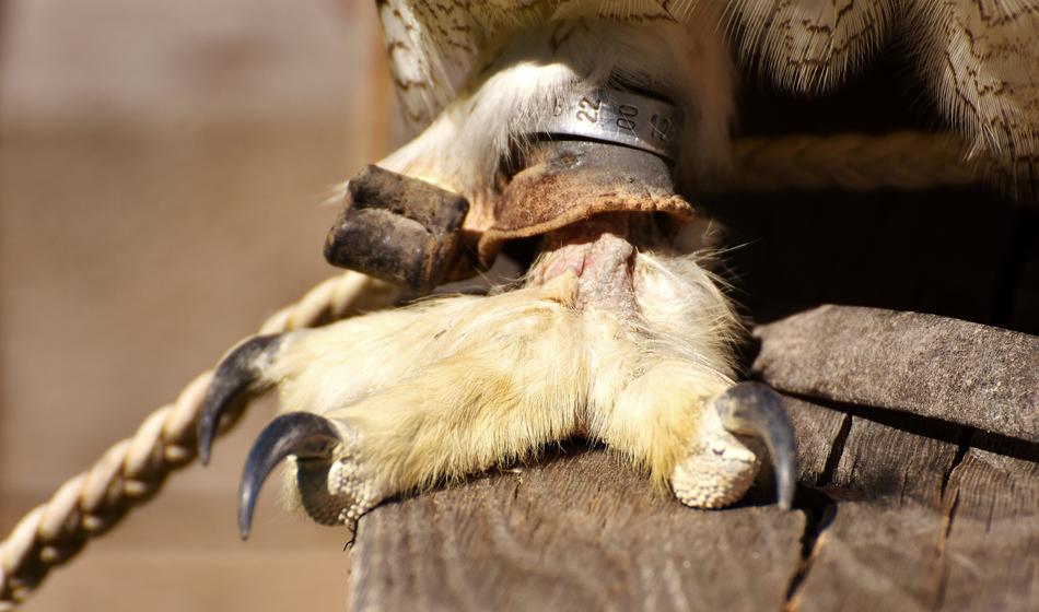 Close-up of the cute and beautiful foot of the snow owl on the wooden construction in sunlight