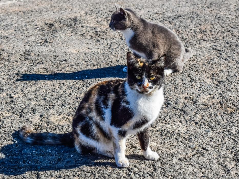 Cats Stray at Street