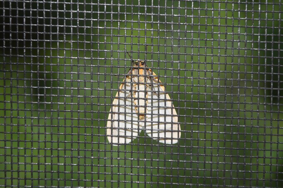 butterfly white lattice