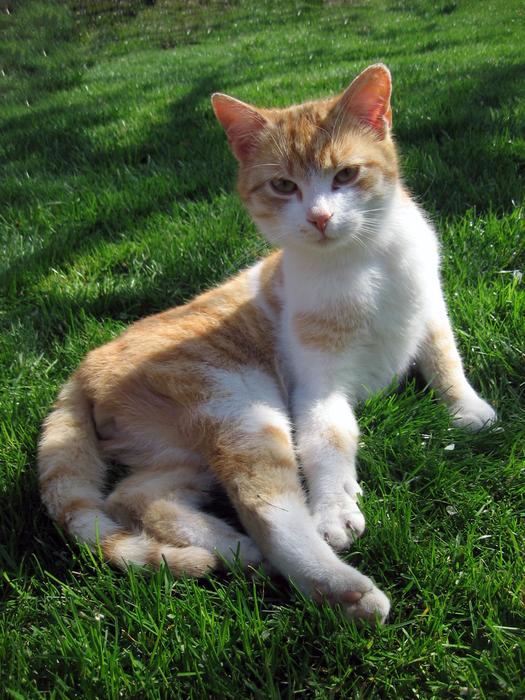 Cat Tomcat Breather