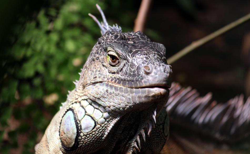 portrait of Iguana Watch Lizard