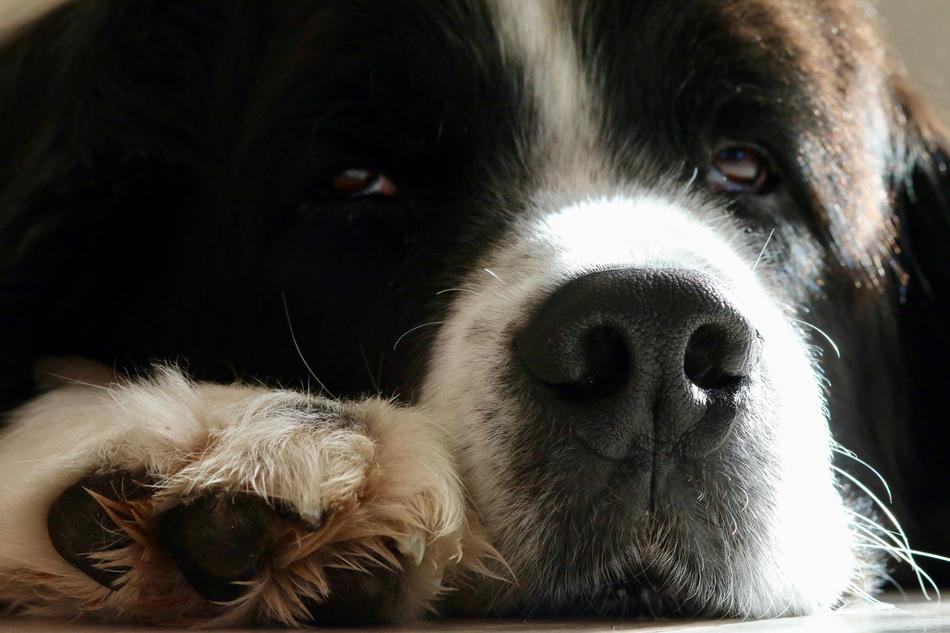 photo of Dog Snout Paw