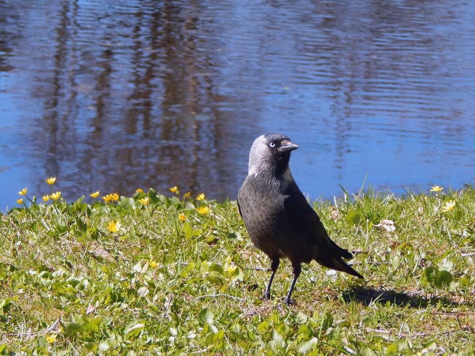 black crow on the lake in Saku, Estonia