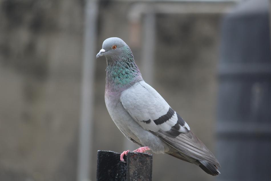 Cute, colorful and beautiful Columba livia on the construction on the terrace