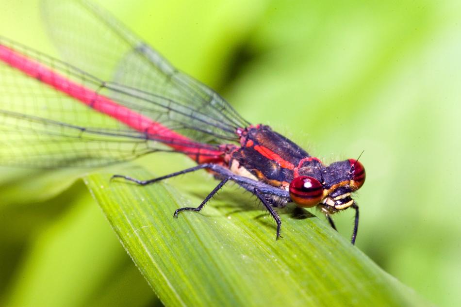 Small Zygoptera Water Maid