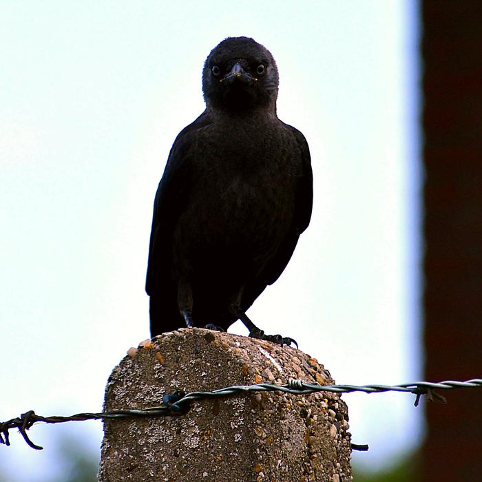 Black Jackdaw Young Animal bird