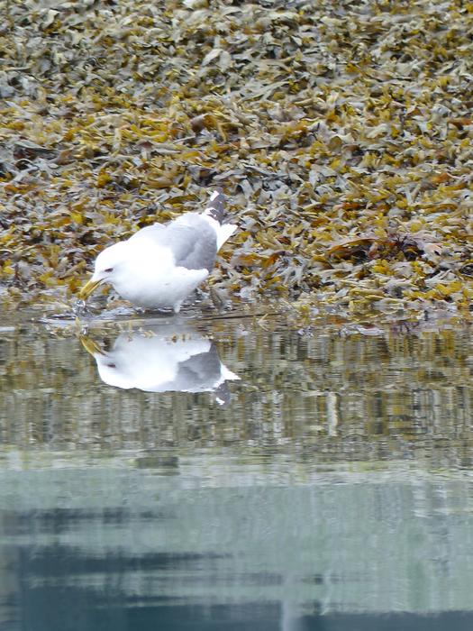 seagull drinking water by the ocean