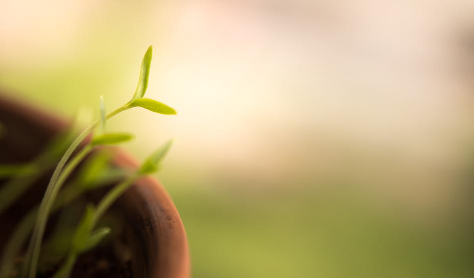 green shoot on a blurred background