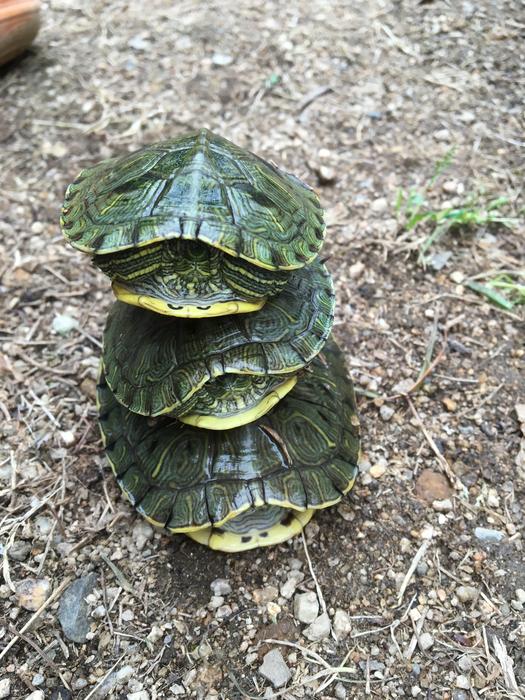 turtles are a lot of tower