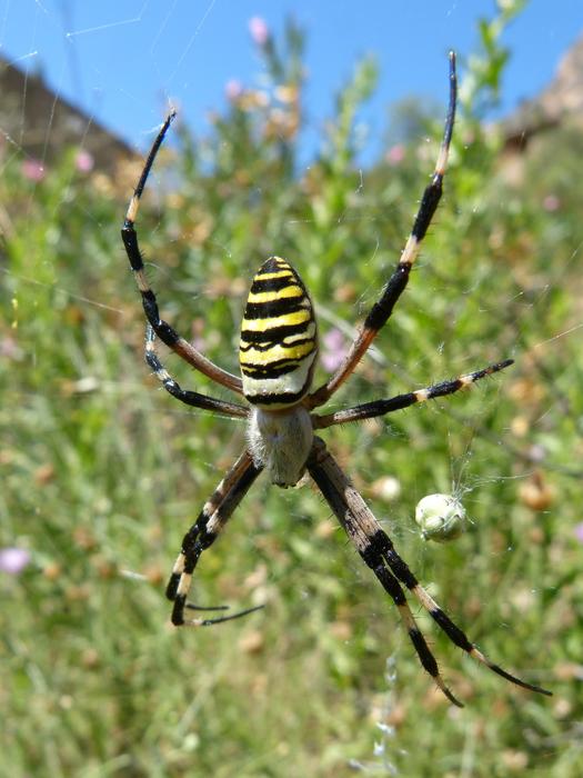 spider web yellow black big