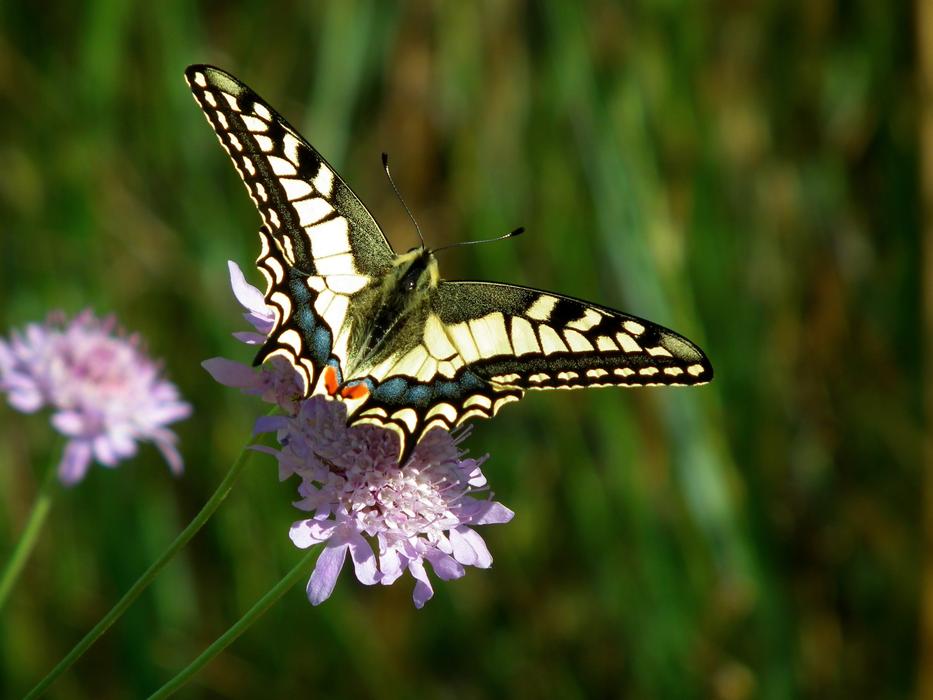 Butterfly Insect Nauture