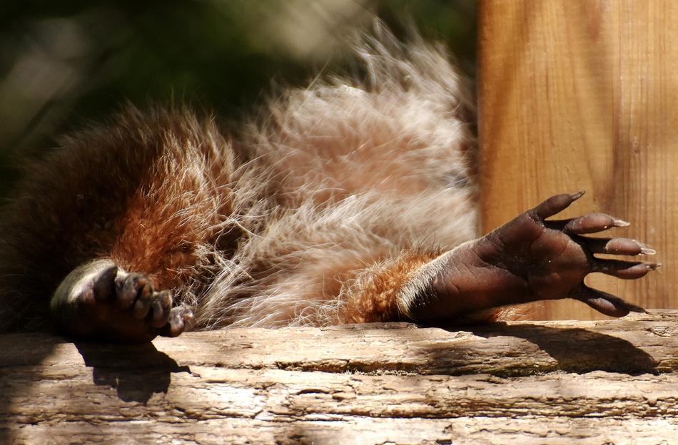 Close-up of the cute and beautiful paws of the colorful raccoon, on the wooden construction in sunlight