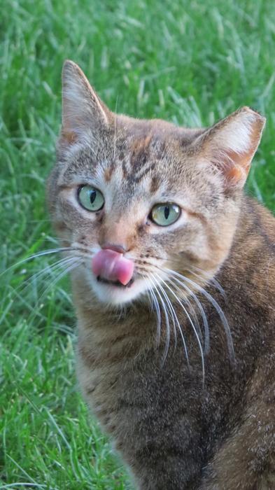 portrait of Cat Feral Feline